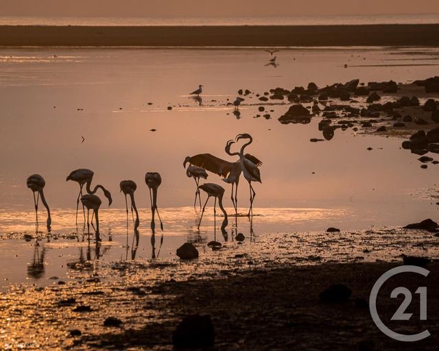 Appartement F2 à vendre - 2 pièces - 26 m2 - Port Leucate - 11 - LANGUEDOC-ROUSSILLON